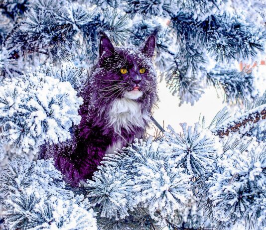 Походження порід котів: природна еволюція проти людського відбору