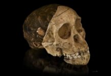 Дитина Таунг: Переписуючи походження людства