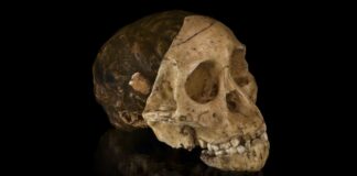 Дитина Таунг: Переписуючи походження людства