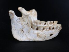 Стародавні марокканські скам’янілості переписують хронологію еволюції людини