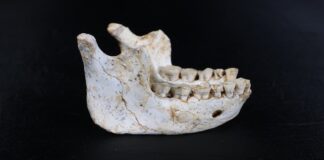 Древние марокканские окаменелости переписывают хронологию эволюции человека