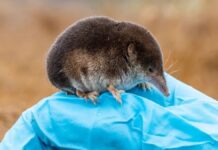 Зменшення та регенерація мозку у землерийок: ключ до нейродегенерації людини?