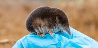 Зменшення та регенерація мозку у землерийок: ключ до нейродегенерації людини?