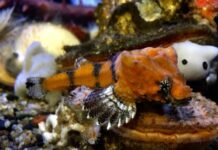 Fish Drum: вчені виявили вбудовану перкусію в Stonehead Anglerfish