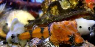 Fish Drumming: Scientists Discover Built-In Percussion in Rockhead Poacher