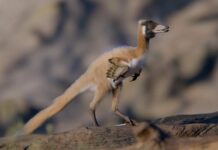 Маленький Хижак: Нове Відкриття Динозавра Кидає Виклик Теоріям Еволюції