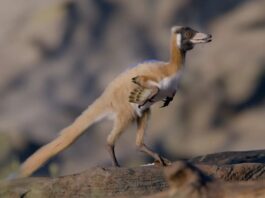 Маленький Хижак: Нове Відкриття Динозавра Кидає Виклик Теоріям Еволюції