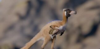 Tiny Predator : les dinosaures nouvellement découverts remettent en question les théories sur l’évolution
