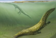 Стародавні Морські Амфібії Розкривають Відновлення Екосистем Ранньої Мезозойської Ери