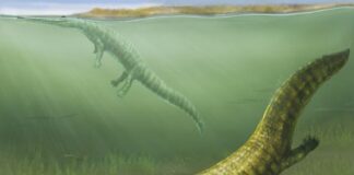 Стародавні Морські Амфібії Розкривають Відновлення Екосистем Ранньої Мезозойської Ери