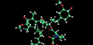 Рапаміцин та Обмеження Калорій: Довголіття Залишається Невизначеним