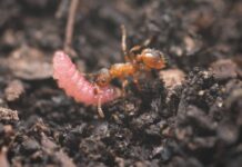 Гусениці зламують мурашині колонії за допомогою хімічної та акустичної дезінформації