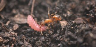 Гусениці зламують мурашині колонії за допомогою хімічної та акустичної дезінформації
