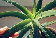 З’єднання Алое Віра Виявляє Багатообіцяючі Результати в Моделюванні Хвороби Альцгеймера