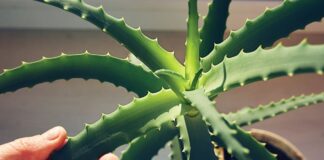 З’єднання Алое Віра Виявляє Багатообіцяючі Результати в Моделюванні Хвороби Альцгеймера