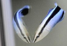 Маленька Рибка Демонструє Самосвідомість, Кидаючи Виклик Кордонам Інтелекту