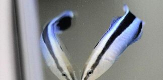 Tiny Fish demonstra autoconsciência, desafiando limites de inteligência