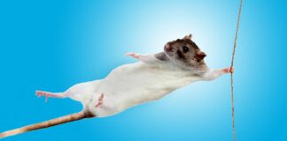 Зв’язок між кишковою мікрофлорою та м’язовою силою: новий потенціал пробіотиків