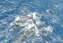 Касатки демонструють дивовижну кооперативну поведінку під час пологів