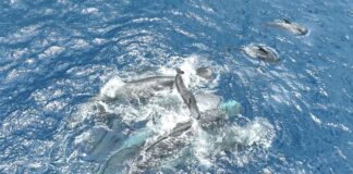 Les cachalots affichent un comportement de naissance coopératif remarquable