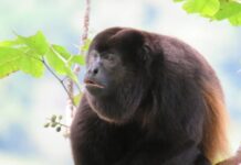 Стародавні Мавпи Перейшли на Листя 13 Мільйонів Років Назад, Що Дозволило Їм Вирости до Великих Розмірів і Еволюціонувати в Ревунів