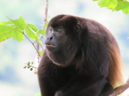 Стародавні Мавпи Перейшли на Листя 13 Мільйонів Років Назад, Що Дозволило Їм Вирости до Великих Розмірів і Еволюціонувати в Ревунів