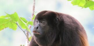 Стародавні Мавпи Перейшли на Листя 13 Мільйонів Років Назад, Що Дозволило Їм Вирости до Великих Розмірів і Еволюціонувати в Ревунів