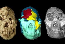 Маленька Нога: Цифрова Реконструкція Розкриває Обличчя Стародавнього Предка Людини