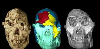Маленька Нога: Цифрова Реконструкція Розкриває Обличчя Стародавнього Предка Людини