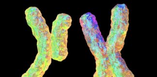 Egoïstisch Y-chromosoom gekoppeld aan scheve geslachtsverhoudingen binnen het gezin