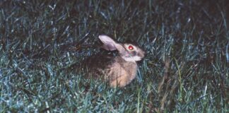 Хайнаньський заєць, який перебуває під загрозою зникнення, виявлено в новому місцезнаходження через десятиліття після останньої реєстрації