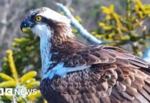 Le retour du balbuzard signale une renaissance historique de la reproduction sur la côte sud de l’Angleterre