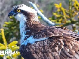 Повернення Орлана-Білохвоста: Історичне Відродження Гніздування на Південному узбережжі Англії