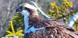 Повернення Орлана-Білохвоста: Історичне Відродження Гніздування на Південному узбережжі Англії