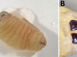 Рідкісна паразитарна інфекція: коли личинки овечої олениці дозрівають усередині людини