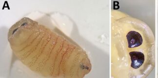 Рідкісна паразитарна інфекція: коли личинки овечої олениці дозрівають усередині людини
