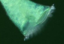 Мікроскопічна геометрія: як крихітний протист використовує форми для виживання