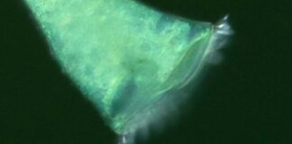 Мікроскопічна геометрія: як крихітний протист використовує форми для виживання