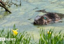 Повернення Бобрів Просувається в Лісу Енердейл