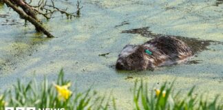 Повернення Бобрів Просувається в Лісу Енердейл