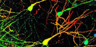 Загадковий препарат «Сполука X» демонструє перспективні результати у боротьбі з білками при хворобі Паркінсона