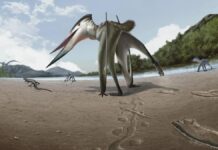 Стародавні сліди свідчать про те, що літаючий хижак переслідував здобич на землі