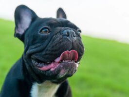 Прихована ціна миловидності: чому плоскі морди собак заважають їм дихати