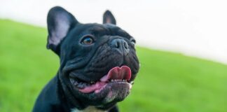 Прихована ціна миловидності: чому плоскі морди собак заважають їм дихати