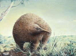 Приховане на увазі: знахідка скам’янілостей змінює карту проживання гігантських ехидн Австралії