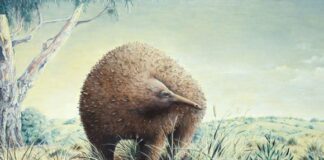 Versteckt in Sichtweite: Fossilienentdeckung schreibt die Karte der australischen Riesenigel neu