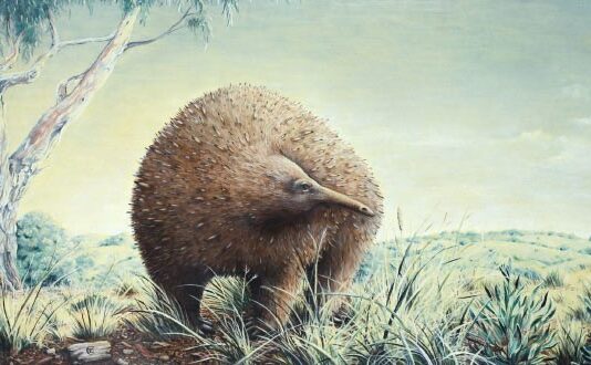 Приховане на увазі: знахідка скам’янілостей змінює карту проживання гігантських ехидн Австралії