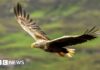 Rarest raptors still die on game estates
