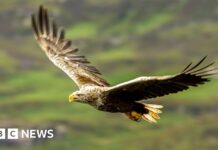 Rarest raptors still die on game estates