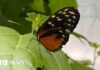 Метелики, спека та друге життя старої паркової оранжереї 🌿🦋